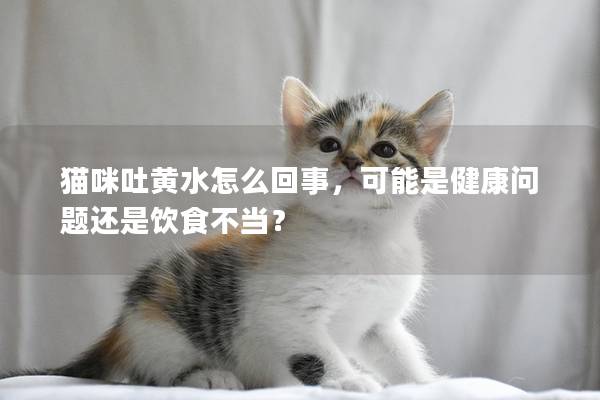 猫咪吐黄水怎么回事，可能是健康问题还是饮食不当？