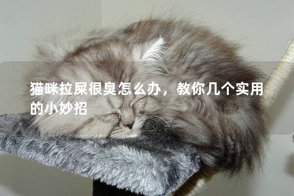 猫咪拉屎很臭怎么办，教你几个实用的小妙招