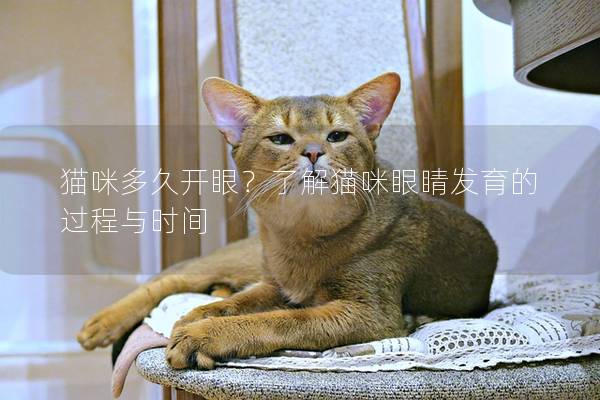 猫咪多久开眼？了解猫咪眼睛发育的过程与时间