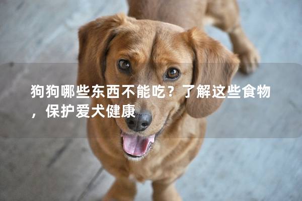 狗狗哪些东西不能吃？了解这些食物，保护爱犬健康