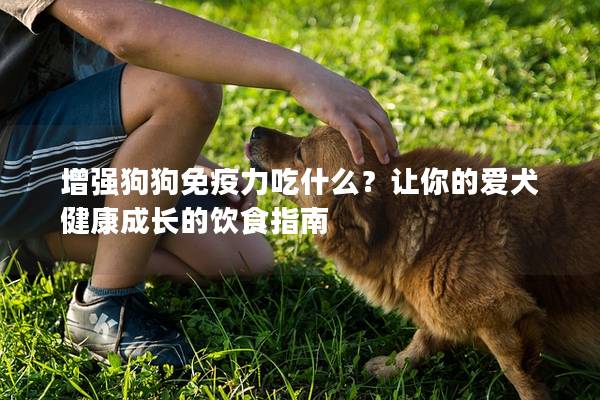 增强狗狗免疫力吃什么？让你的爱犬健康成长的饮食指南