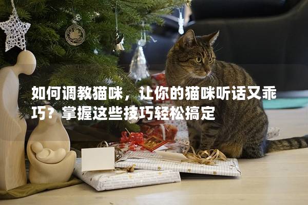 如何调教猫咪，让你的猫咪听话又乖巧？掌握这些技巧轻松搞定