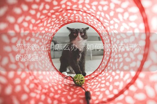 猫咪晚上叫怎么办，如何有效安抚你的爱猫？