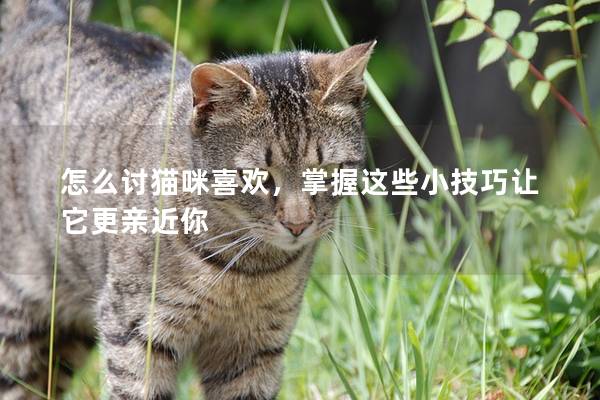 怎么讨猫咪喜欢，掌握这些小技巧让它更亲近你