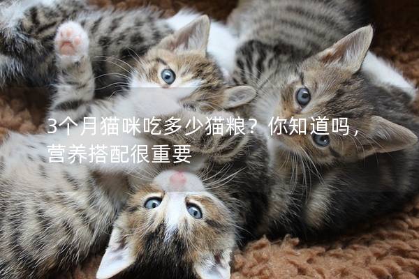 3个月猫咪吃多少猫粮？你知道吗，营养搭配很重要