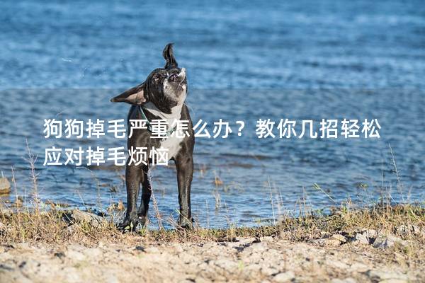 狗狗掉毛严重怎么办？教你几招轻松应对掉毛烦恼