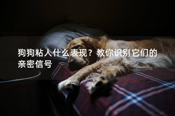 狗狗粘人什么表现？教你识别它们的亲密信号