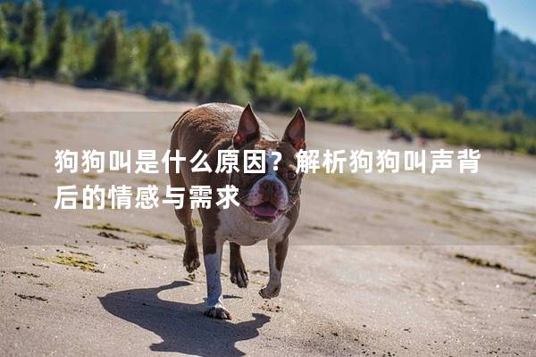 狗狗叫是什么原因？解析狗狗叫声背后的情感与需求