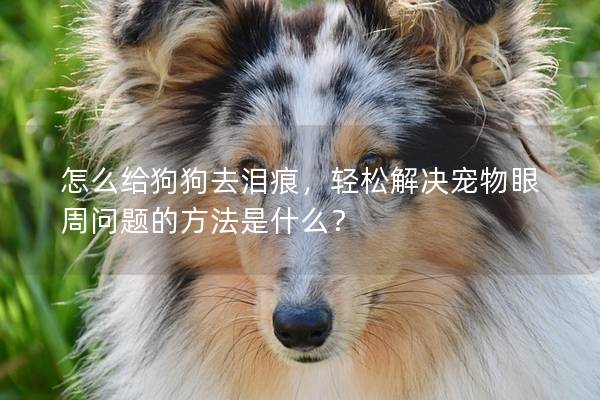 怎么给狗狗去泪痕，轻松解决宠物眼周问题的方法是什么？