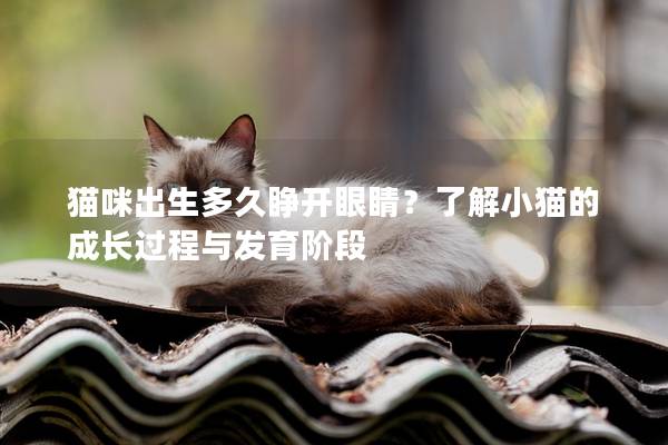 猫咪出生多久睁开眼睛？了解小猫的成长过程与发育阶段