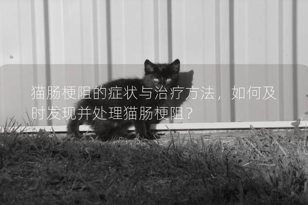 猫肠梗阻的症状与治疗方法，如何及时发现并处理猫肠梗阻？