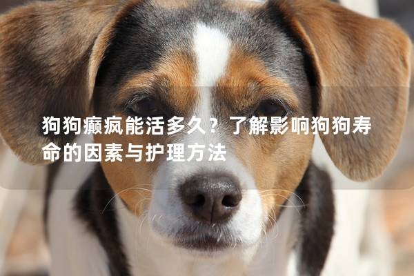 狗狗癫疯能活多久？了解影响狗狗寿命的因素与护理方法