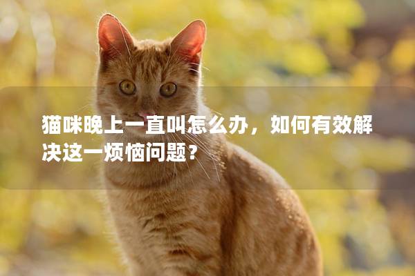 猫咪晚上一直叫怎么办，如何有效解决这一烦恼问题？