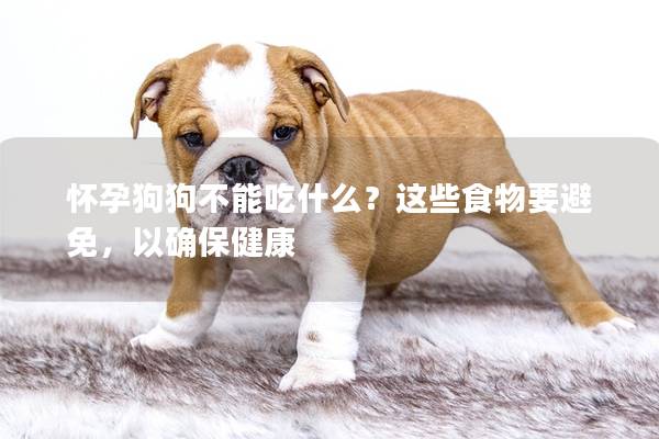 怀孕狗狗不能吃什么？这些食物要避免，以确保健康