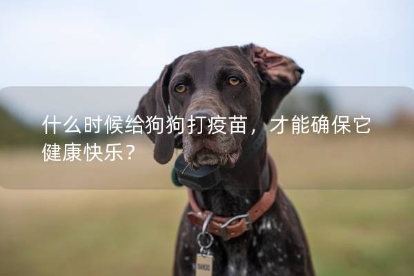 什么时候给狗狗打疫苗，才能确保它健康快乐？