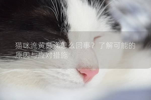 猫咪流黄鼻涕怎么回事？了解可能的原因与应对措施