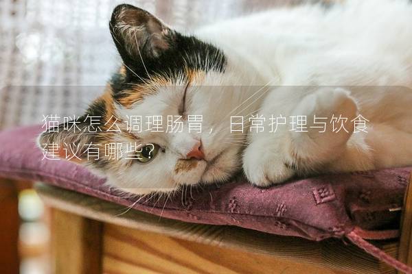 猫咪怎么调理肠胃，日常护理与饮食建议有哪些？