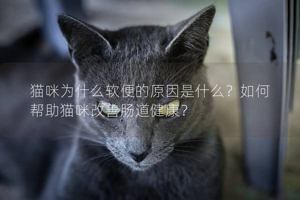 猫咪为什么软便的原因是什么？如何帮助猫咪改善肠道健康？