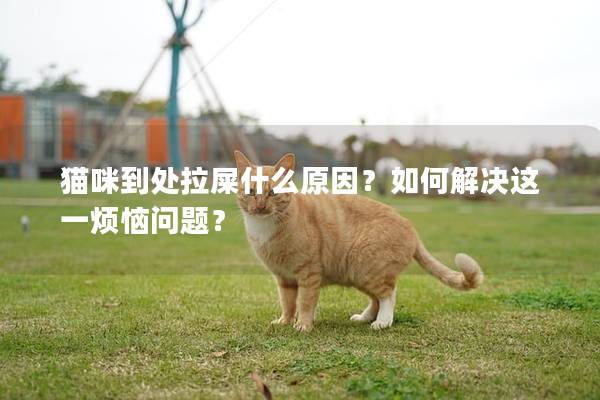 猫咪到处拉屎什么原因？如何解决这一烦恼问题？