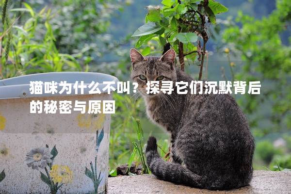 猫咪为什么不叫？探寻它们沉默背后的秘密与原因