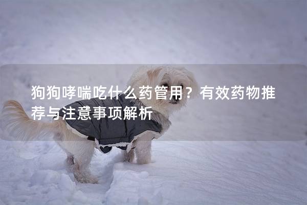 狗狗哮喘吃什么药管用？有效药物推荐与注意事项解析