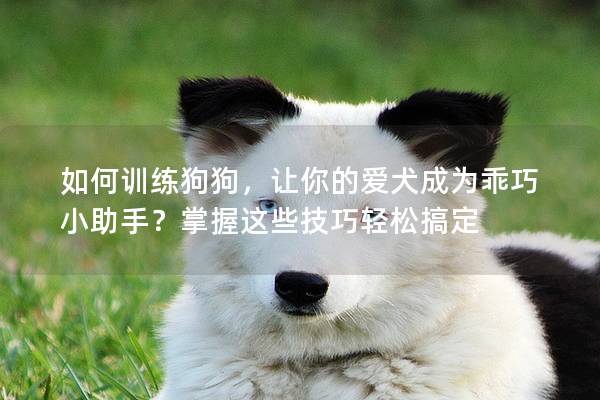 如何训练狗狗，让你的爱犬成为乖巧小助手？掌握这些技巧轻松搞定