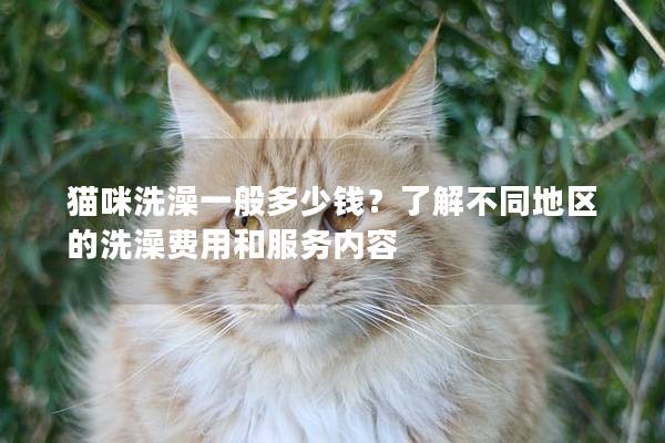 猫咪洗澡一般多少钱？了解不同地区的洗澡费用和服务内容