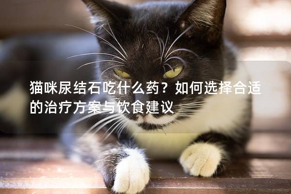 猫咪尿结石吃什么药？如何选择合适的治疗方案与饮食建议