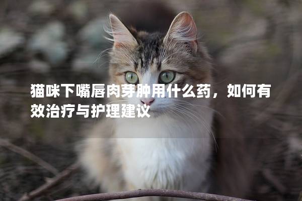 猫咪下嘴唇肉芽肿用什么药，如何有效治疗与护理建议