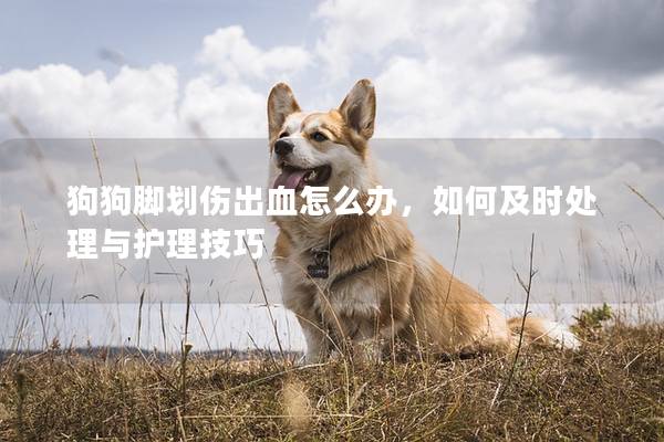 狗狗脚划伤出血怎么办，如何及时处理与护理技巧