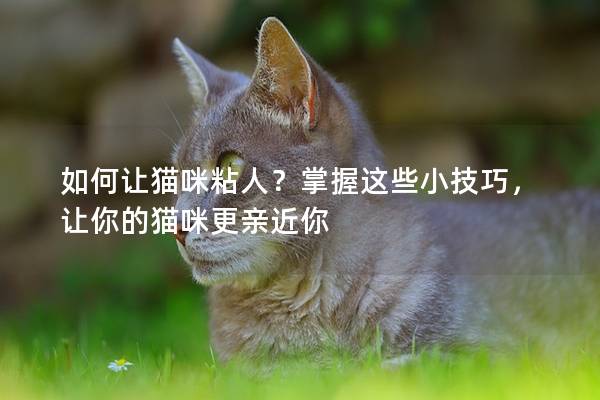 如何让猫咪粘人？掌握这些小技巧，让你的猫咪更亲近你