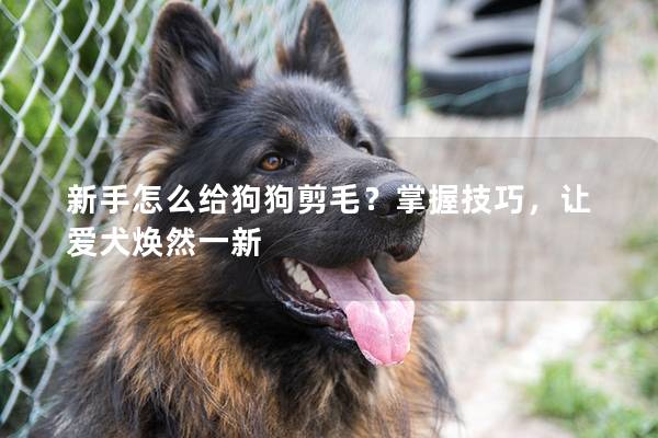 新手怎么给狗狗剪毛？掌握技巧，让爱犬焕然一新