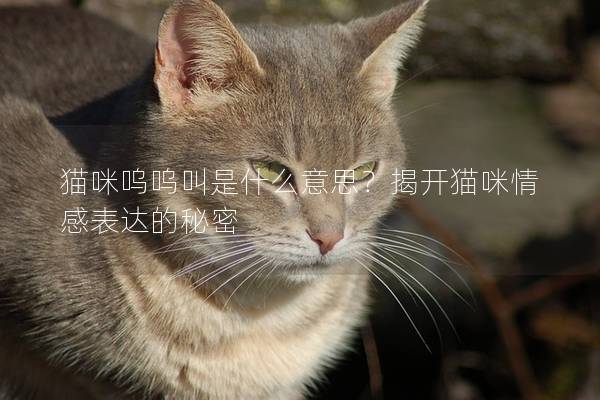 猫咪呜呜叫是什么意思？揭开猫咪情感表达的秘密