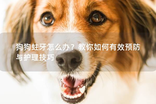 狗狗蛀牙怎么办？教你如何有效预防与护理技巧