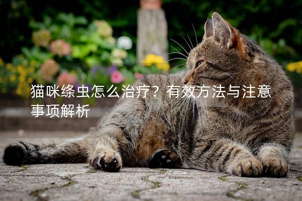 猫咪绦虫怎么治疗？有效方法与注意事项解析