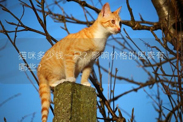 猫咪多少钱一只？影响价格的因素有哪些？