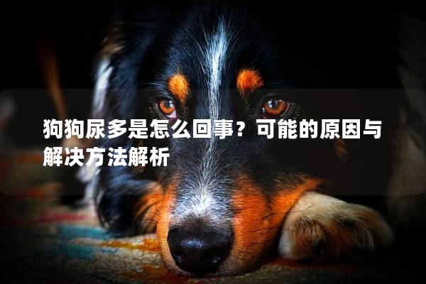 狗狗尿多是怎么回事？可能的原因与解决方法解析