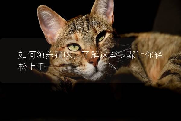 如何领养猫咪，了解这些步骤让你轻松上手