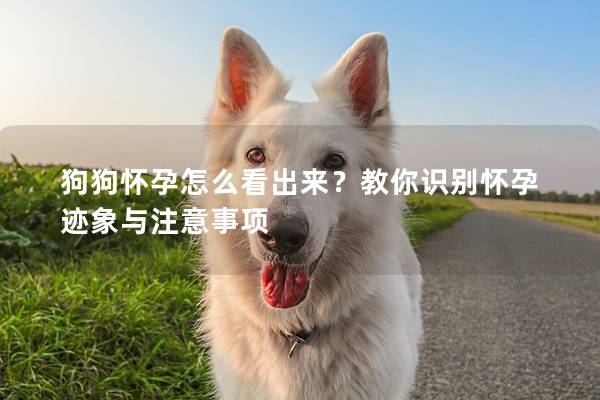 狗狗怀孕怎么看出来？教你识别怀孕迹象与注意事项