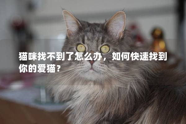 猫咪找不到了怎么办，如何快速找到你的爱猫？