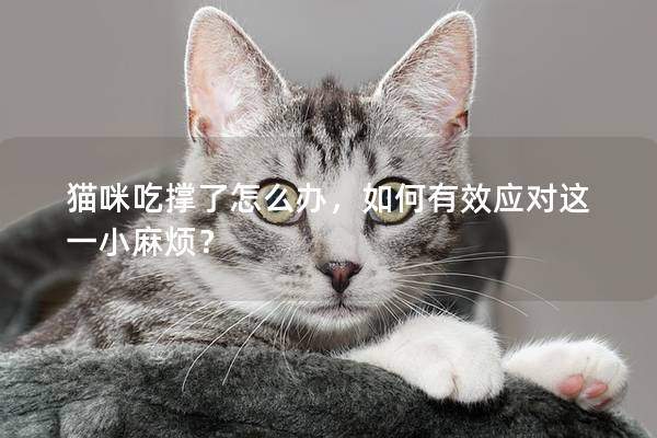 猫咪吃撑了怎么办，如何有效应对这一小麻烦？