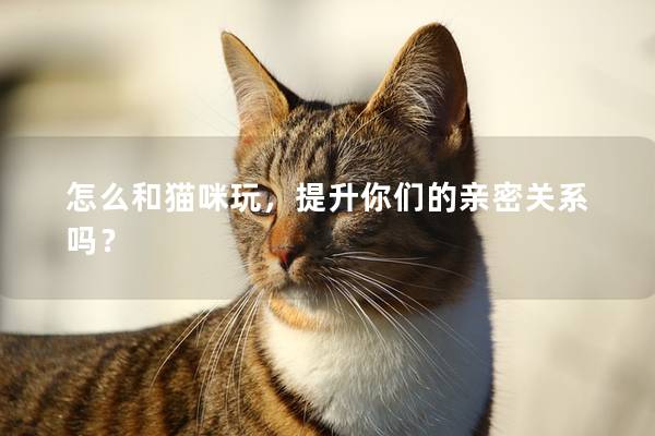 怎么和猫咪玩，提升你们的亲密关系吗？