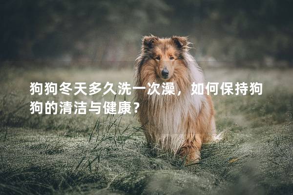 狗狗冬天多久洗一次澡，如何保持狗狗的清洁与健康？