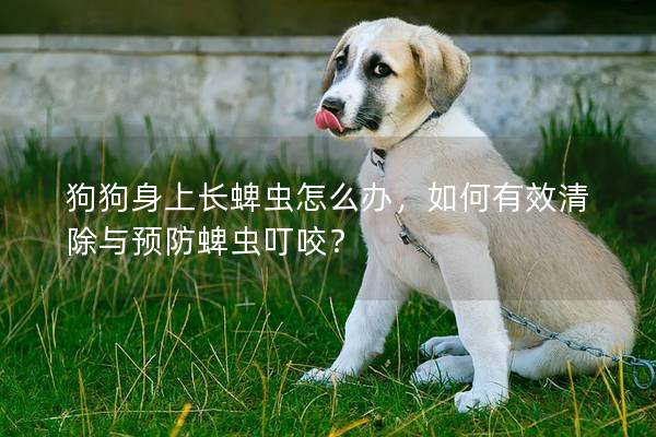 狗狗身上长蜱虫怎么办，如何有效清除与预防蜱虫叮咬？