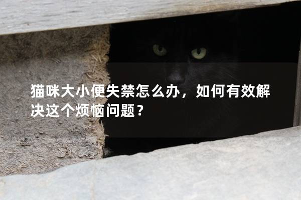 猫咪大小便失禁怎么办，如何有效解决这个烦恼问题？