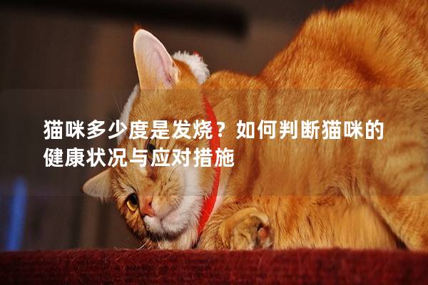 猫咪多少度是发烧？如何判断猫咪的健康状况与应对措施