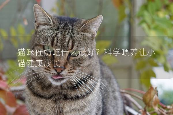 猫咪催奶吃什么最好？科学喂养让小猫健康成长