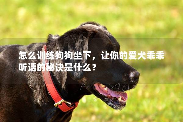 怎么训练狗狗坐下，让你的爱犬乖乖听话的秘诀是什么？