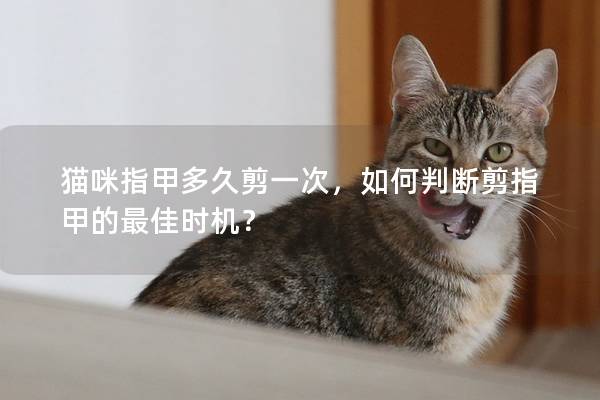 猫咪指甲多久剪一次，如何判断剪指甲的最佳时机？