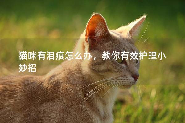 猫咪有泪痕怎么办，教你有效护理小妙招